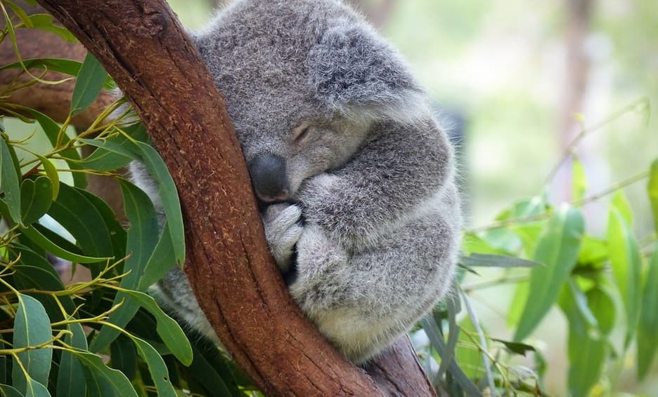 Australia: el koala está en peligro de extinción