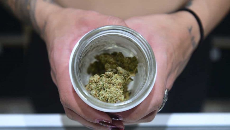 Jujuy inició la cosecha de cannabis medicinal «más importante de Latinoamérica»
