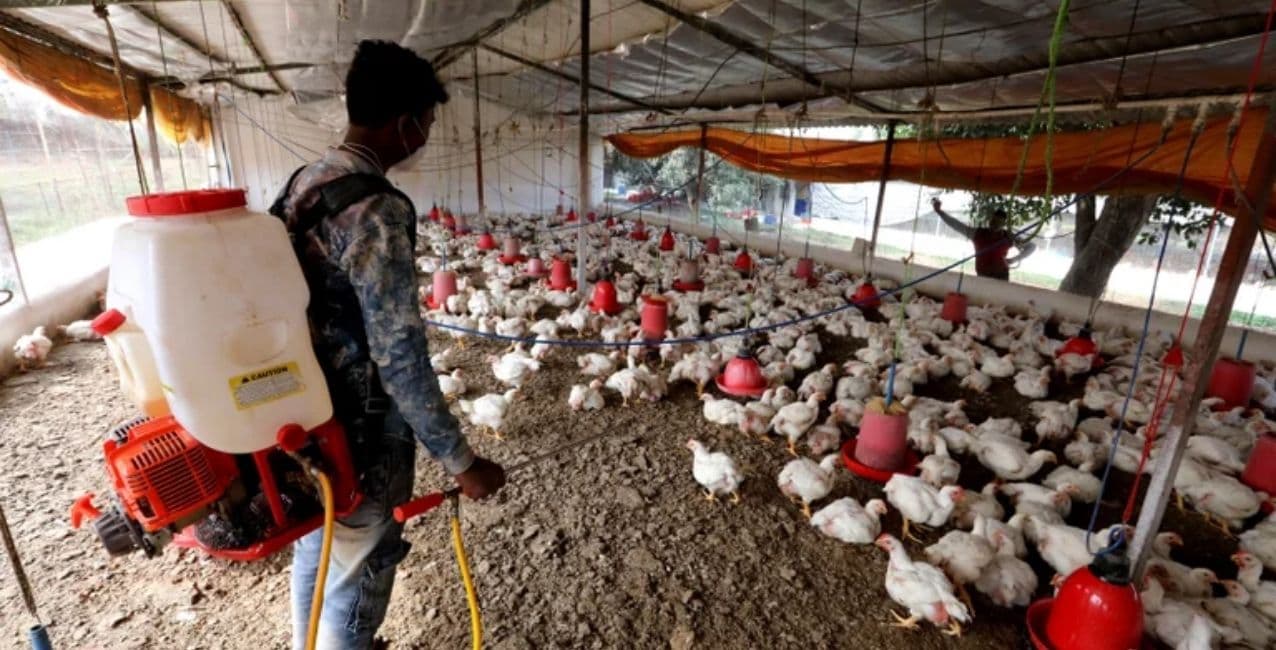 China reportó el primer caso de gripe aviar H3N8 en humanos
