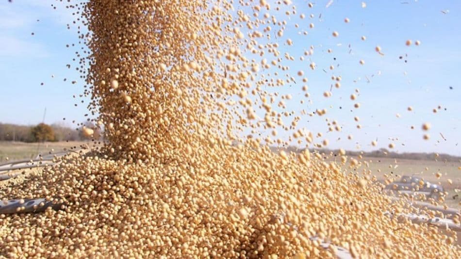 Soja: la cosecha llega a la mitad y los rindes son mejores que lo estimado en el verano
