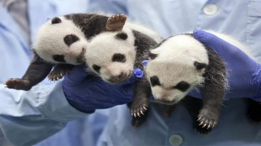 Los trillizos de panda cumplen un mes