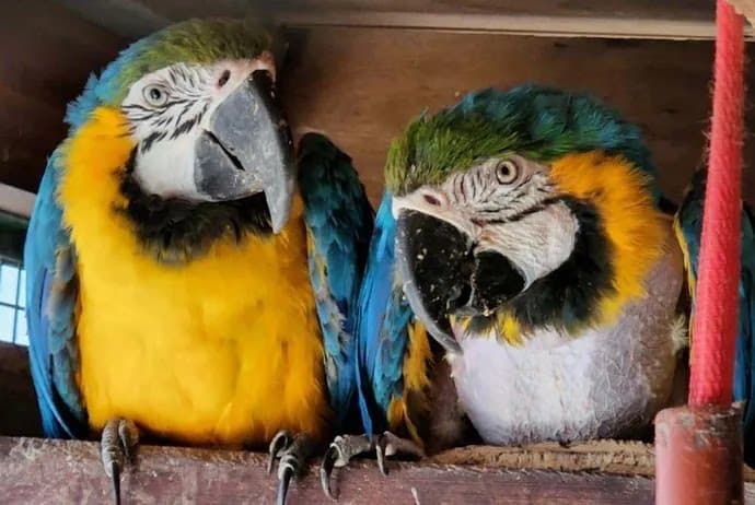 Maltrato animal: clausuraron un criadero ilegal de aves en la Ciudad y rescataron 24 ejemplares silvestres por un valor de 450.000 dólares