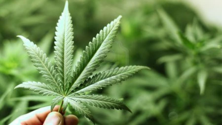 Uruguay: avanza el registro de autocultivadores de marihuana