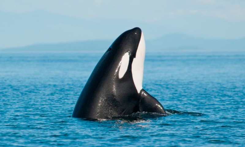 Encontraron restos tóxicos de papel higiénico y químicos en orcas en Canadá