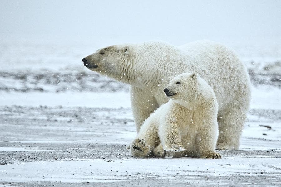 Cuál es el animal que puede ayudar a los osos polares a evitar su extinción por el cambio climático