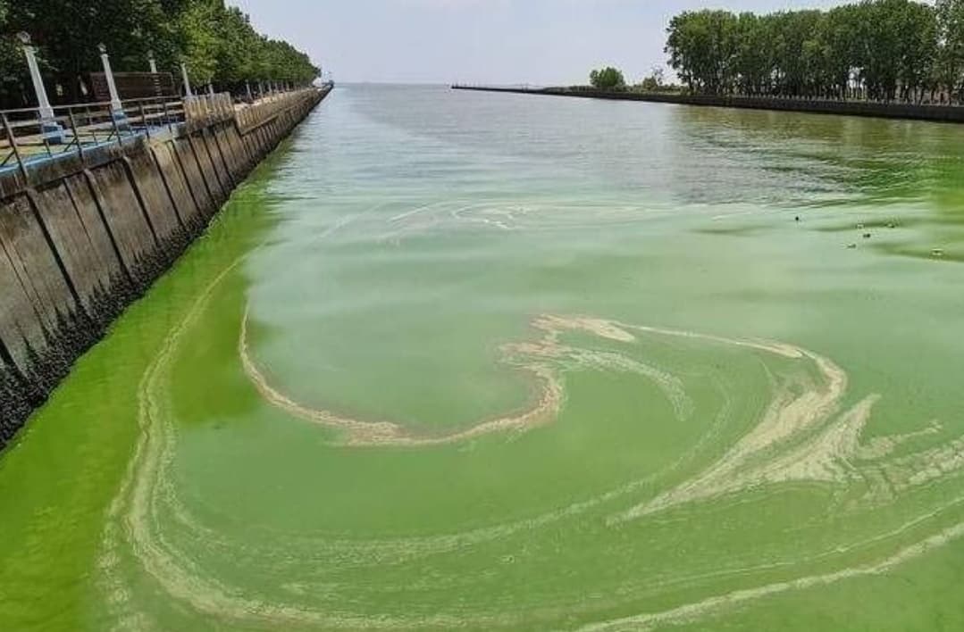 Por las cianobacterias en el Río de la Plata, rige alerta naranja