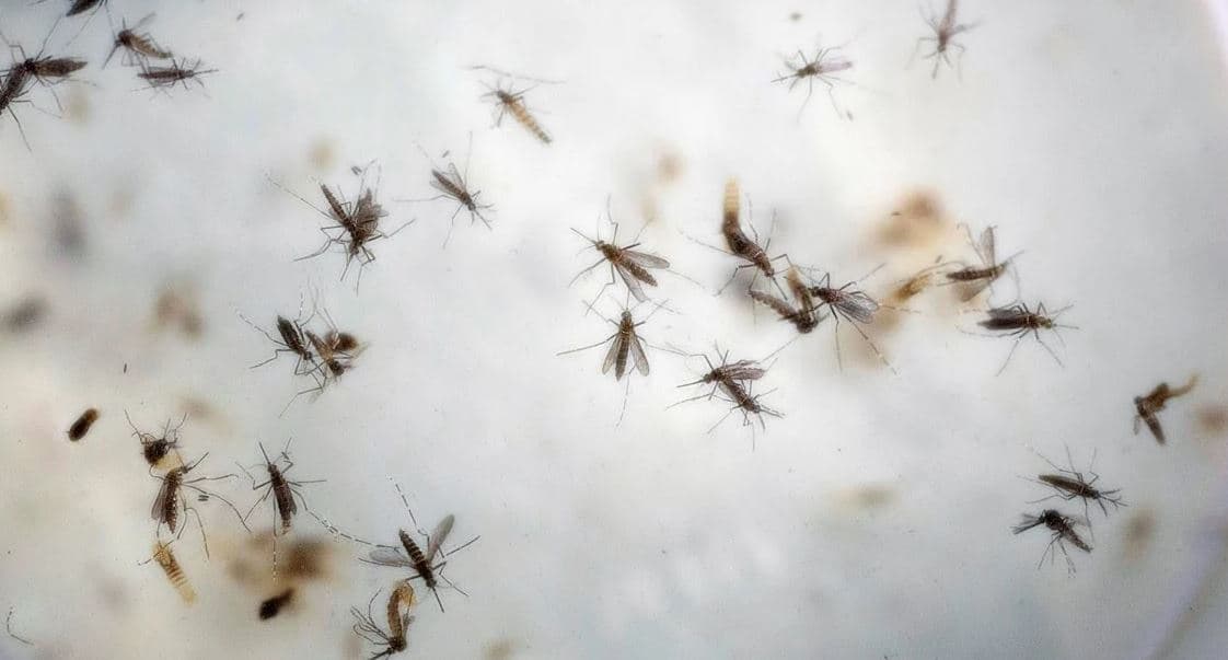 Santiago del Estero: Declaran emergencia sanitaria por dengue