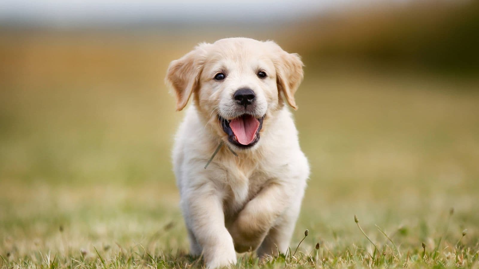 Confirmaron el procesamiento de un hombre que se quedó con un perro ajeno
