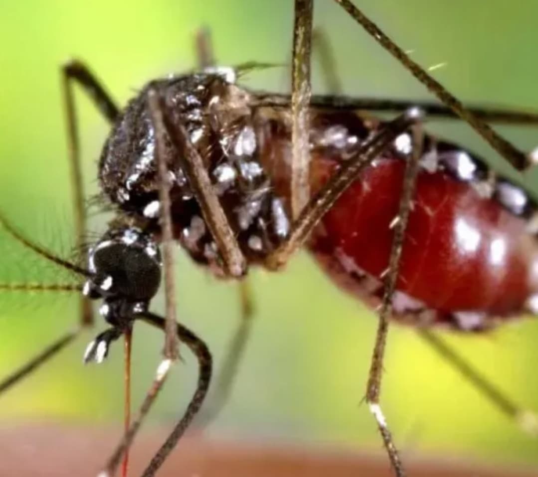 Brote de dengue en Argentina: 106 muertos y más de 151.000 casos
