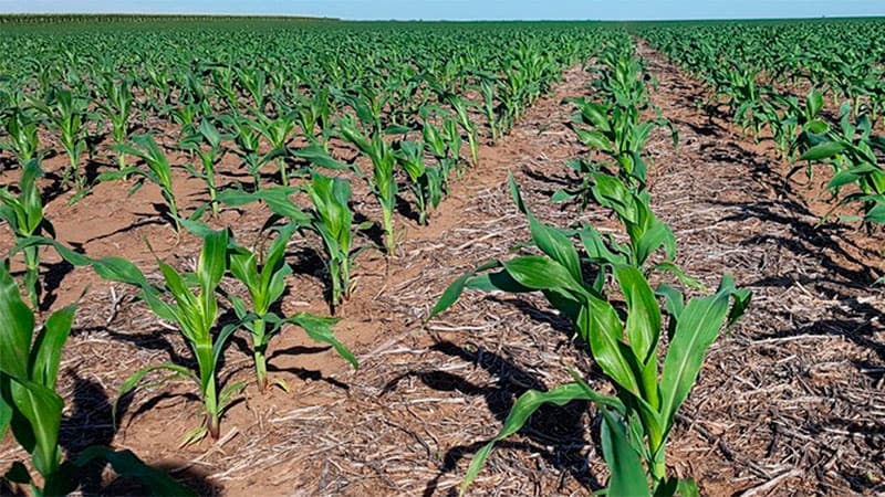 El Banco Mundial advirtió que la Argentina es el único país líder del agro cuyas exportaciones descienden