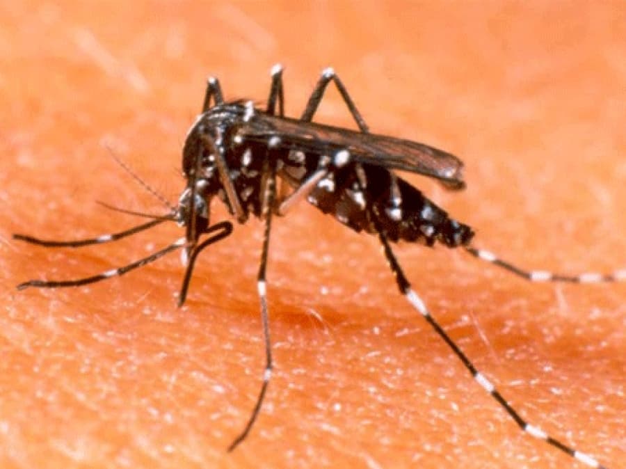 Alerta en Córdoba por 70 casos de dengue y temen que se propague