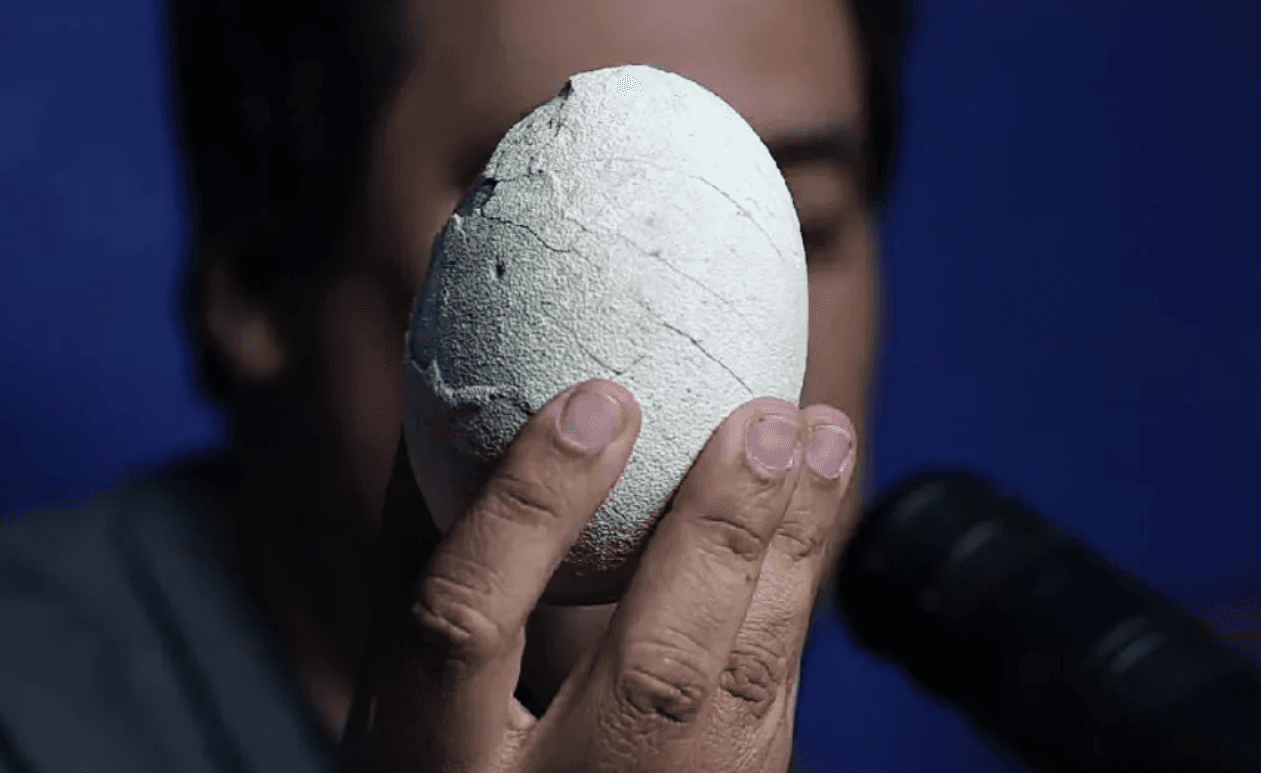 Investigadores del Conicet encontraron un huevo de dinosaurio carnívoro en un excelente estado