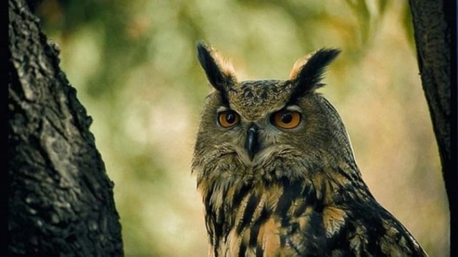 Un búho tiene aterrorizados a los habitantes de una ciudad holandesa