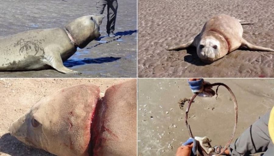 Rescataron a un elefante marino en Chubut