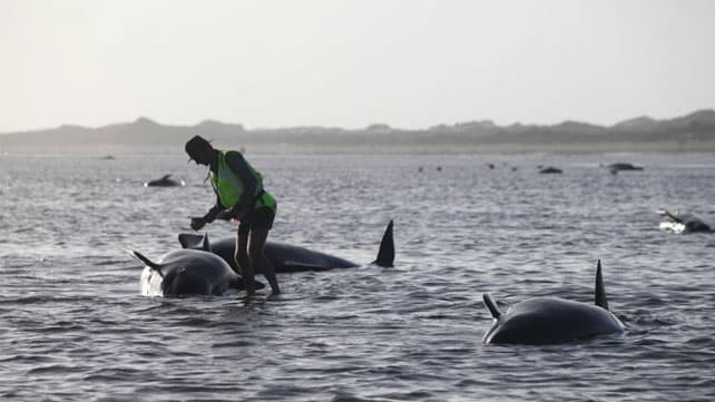 Devuelven al mar 150 ballenas varadas en Nueva Zelanda