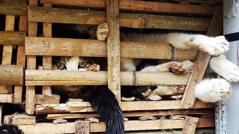 El gobierno de Vietnam mató y enterró tres toneladas de gatos