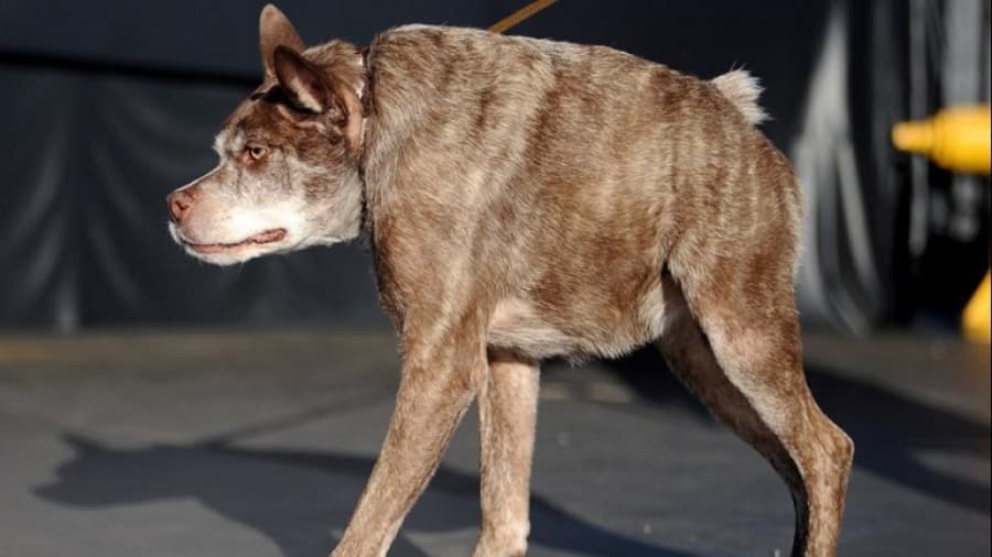 Este es el nuevo «perro más feo del mundo»