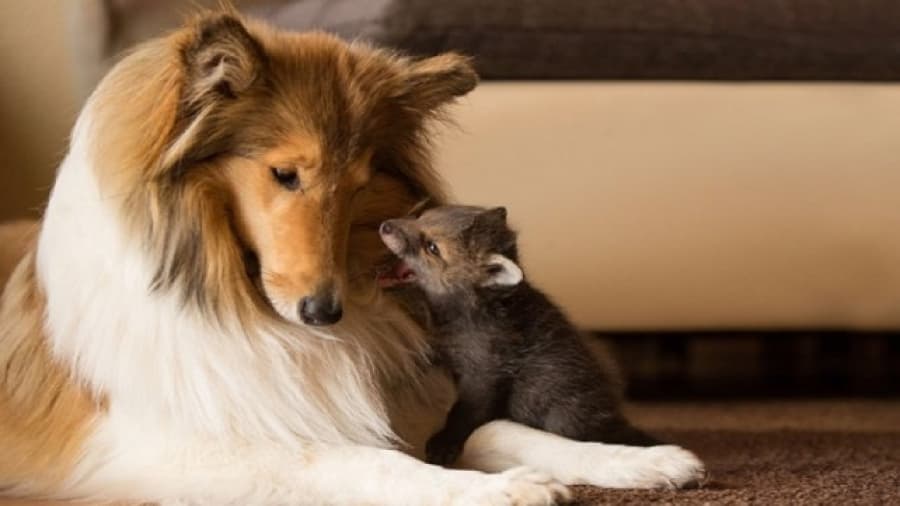 Un pequeño zorro huérfano encuentra su nueva madre en una perra