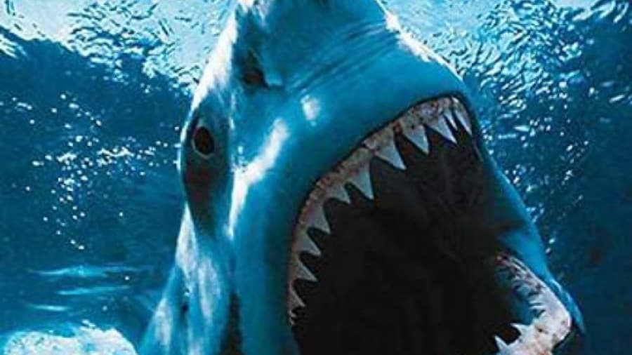 Alarma en las costas de EEUU por el ataque de tiburones