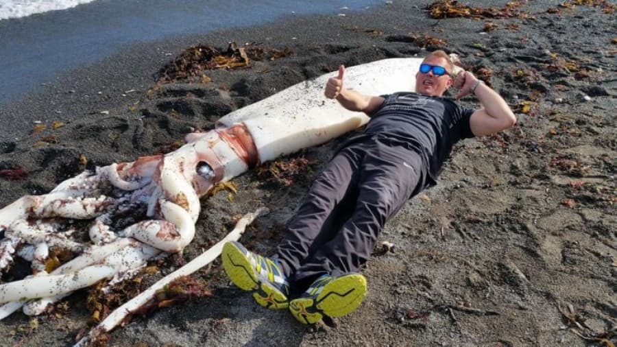 El «monstruo» marino aparecido en las costas de Nueva Zelanda