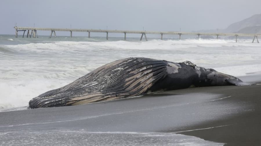 El misterio de las 20 ballenas muertas que aparecieron en Chile