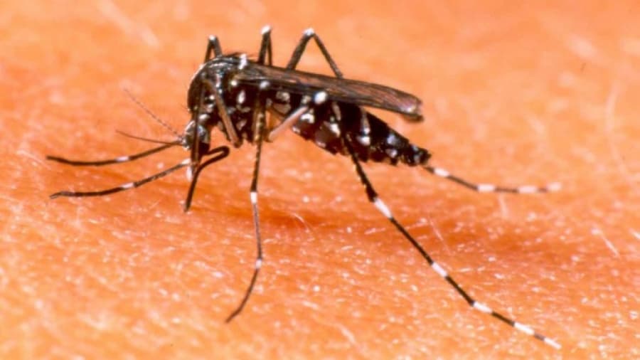 Alerta por casos de dengue en Capital Federal y el conurbano