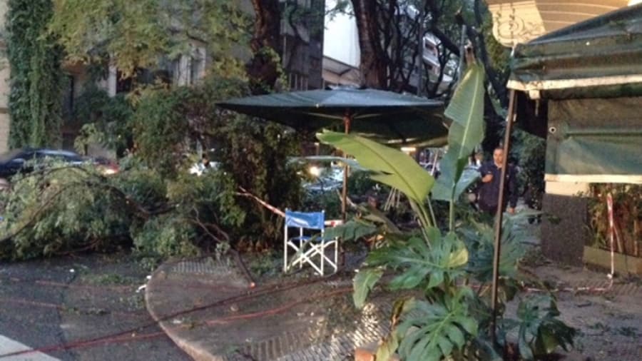 La tormenta dejó varios árboles caídos en la Capital Federal