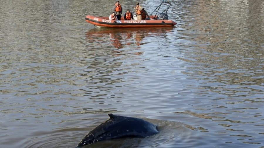 La ballena perdida continúa «atrapada» en Puerto Madero