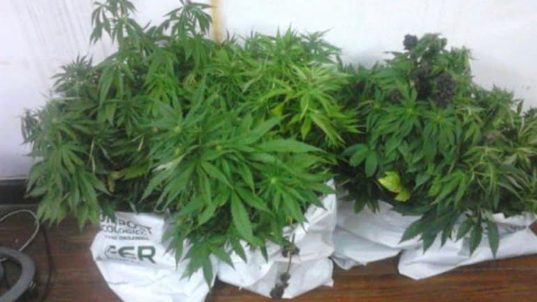 Detuvieron en Uruguay a un argentino con 130 plantas de marihuana