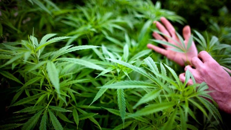 Detienen a un hombre que tenía un invernadero de marihuana y armas