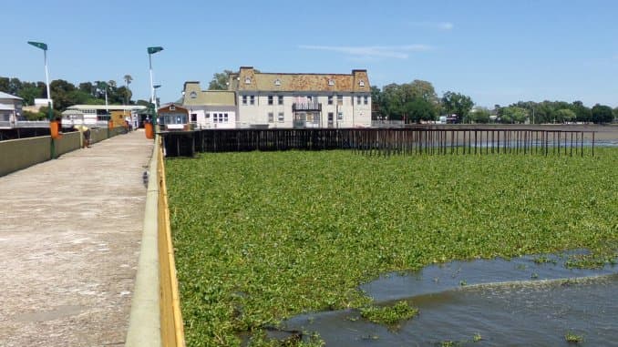 La invasión de serpientes llegó a Tigre y Puerto Madero