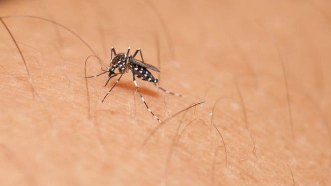 Dudas sobre el anuncio de un caso de zika autóctono en Córdoba
