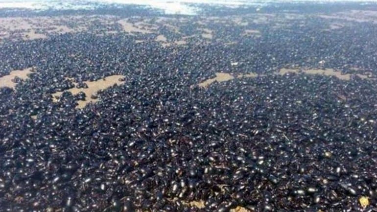 Escarabajos invadieron las playas de Mar de Ajó y espantaron a los turistas