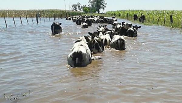 Afirman que el precio de la carne subirá si continúan las lluvias intensas