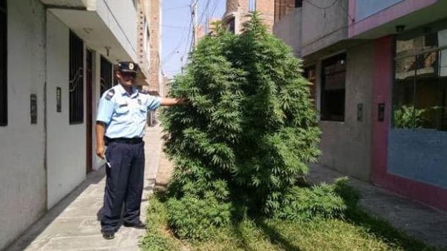 Insólito: una enorme planta de marihuana crece en el medio de una ciudad