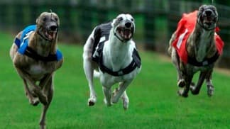 Avanza en Diputados el proyecto para prohibir las carreras de galgos