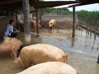 La producción de carne porcina subió 6% en 2016 y marcó un nuevo récord