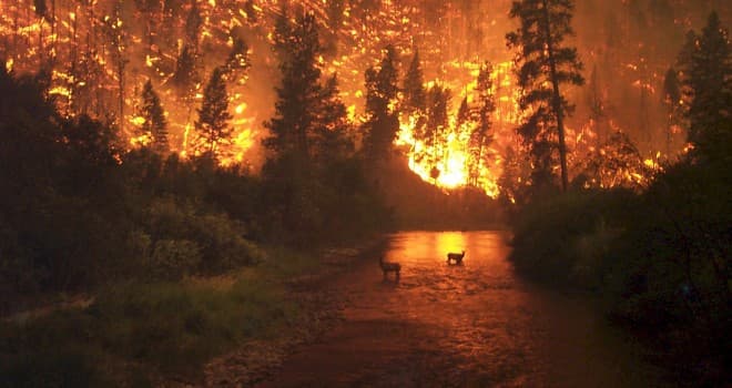 Comienzan a controlar el incendio forestal en Chile