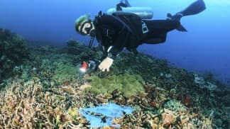 Científicos encuentran «niveles alarmantes de contaminación» en las fosas más profundas del océano