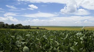 Los envíos de soja, cereales, carne y cuero representan la mitad de las exportaciones