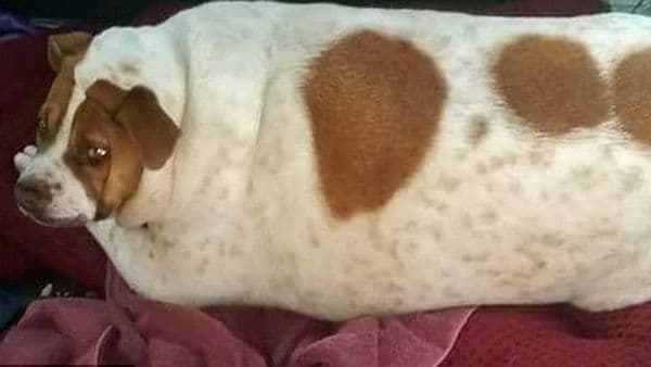 Pearl, la perra que bajó más de 17 kilos gracias a una estricta dieta y evitó ser sacrificada