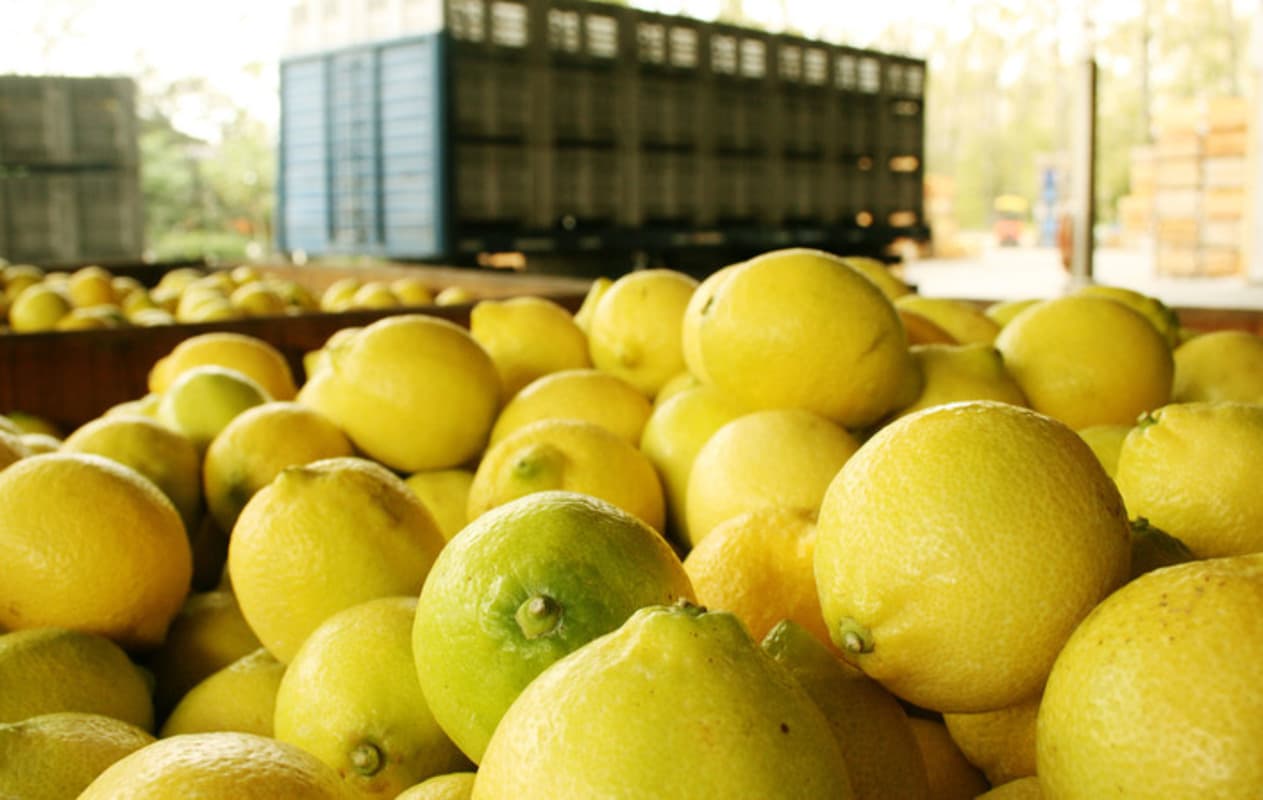 Concretan hoy la primera venta de limones a EE.UU.
