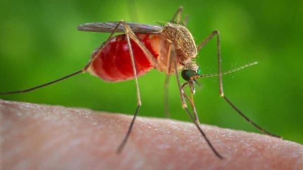 Cómo es el nuevo mosquito «frozen» que llegó para quedarse