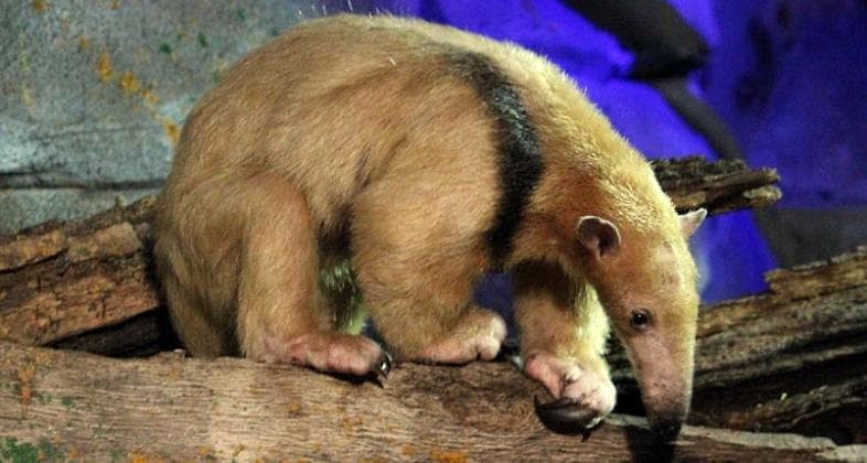 Liberan a un oso melero tras ser rehabilitado en el Zoológico Tatú Carreta
