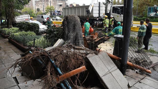 Árboles caídos y zonas sin luz por las fuertes lluvias en la Ciudad de Buenos Aires y el conurbano