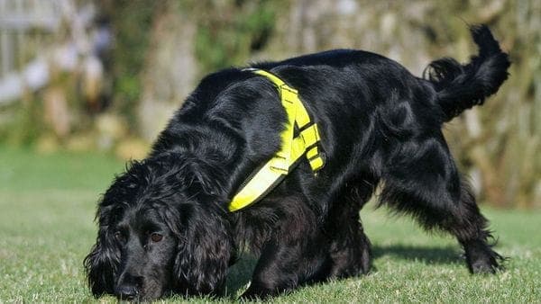 Molly, la increíble perrita detective que rescata gatos