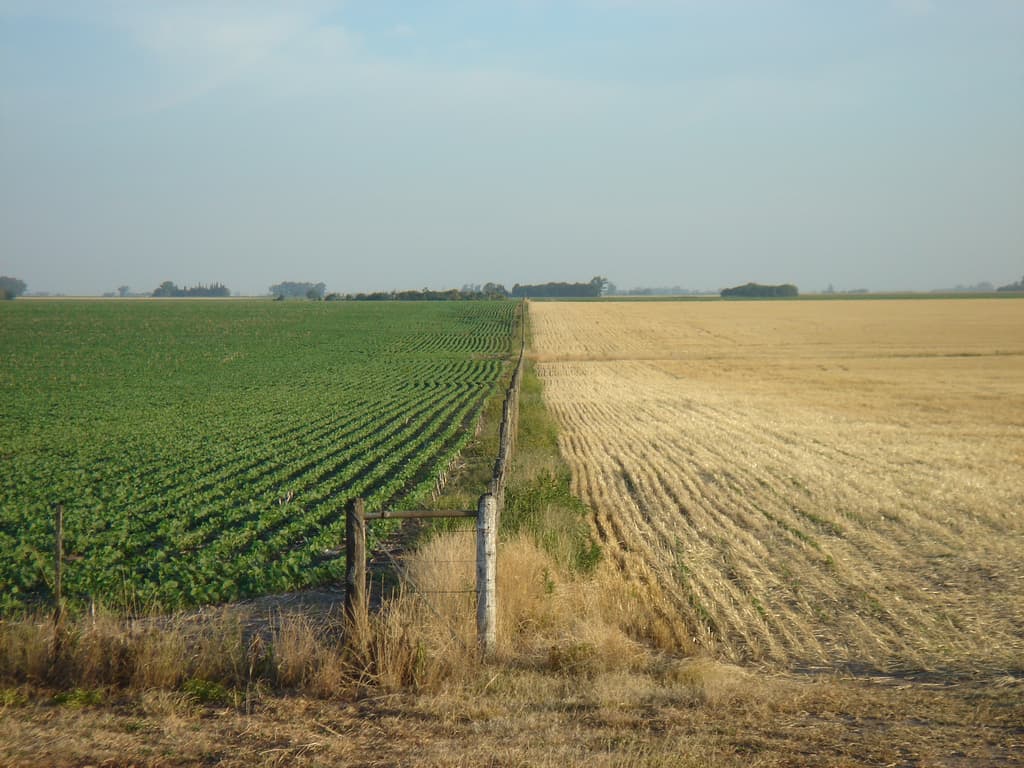 La cosecha de soja de primera alcanza al 88% del total y la de segunda al 70%