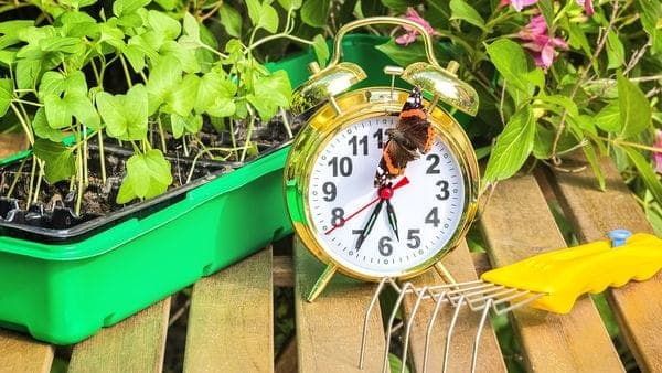 El increíble mecanismo que le permite a las plantas saber qué hora es