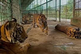 Macabro negocio en el Sudeste Asiático: crían animales en extinción para vender su carne, órganos y huesos
