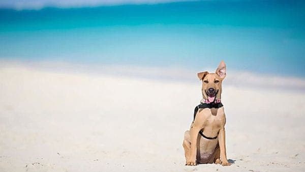 La historia de la isla paradisíaca para perros abandonados